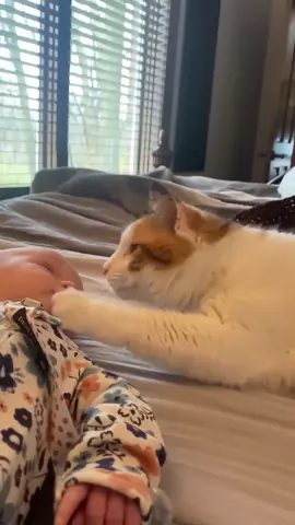 Cat and baby love.fcatlover #kitten #cutecat#foryou #cute #pet   