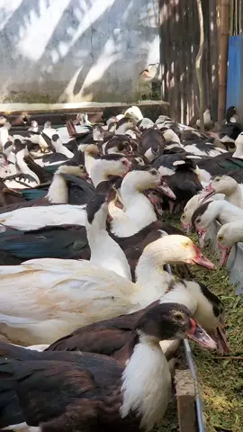 #entok ##entokjumbo #ternaksehat #Bosterentok #fyp 