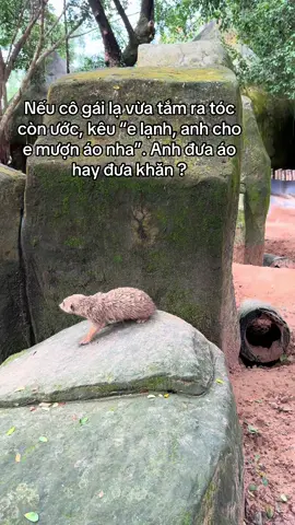 #GreenCreator #VinWonders #dulich #vinpearlsafariphuquoc #WonderSummer2025 