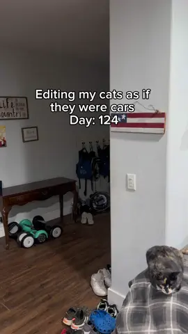 I was never gone 🤫 #cat #fyp #fypシ #catvideo #catsoftiktok   