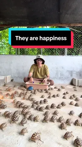 My little friend #เต่าซูลคาต้า #sulcatatortoise #เต่าซูคาต้าลําพูน #ป่าซางซูคาต้าลำพูน #pasangsulcatalamphun
