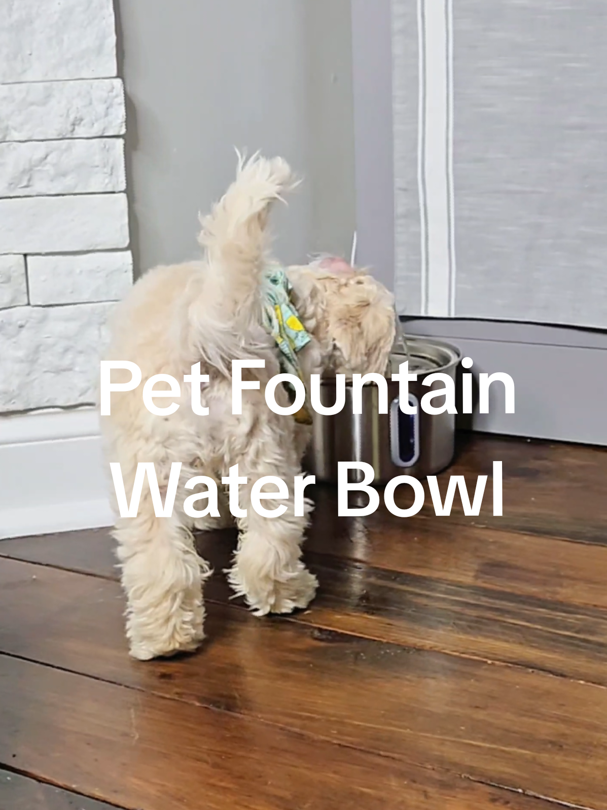 This filtered water bowl keeps your pet healthy & happy! Check out these awesome features! Designed for Safety: Equipped with a water level window to avoid spills and simplify the refilling process Double Water Flow: Features two modes, flower waterfall and gentle fountain, to attract pets' drinking interest Effective Filtration System: Includes a pre-filter sponge, cotton layer, and activated carbon for pure and fresh water Food-grade Material: Made from 304 stainless steel to prevent algae growth and ensure safe drinking water High Capacity & Monitoring: 3.5L capacity with a water level window for easy monitoring and lasting up to 2 weeks between refills Ultra-quiet Operation: Operates on a low-energy pump that emits minimal noise, ensuring your pet's tranquility. 