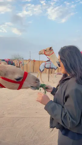 #رشا #النياق #الطايف_الان_اكسبلور 