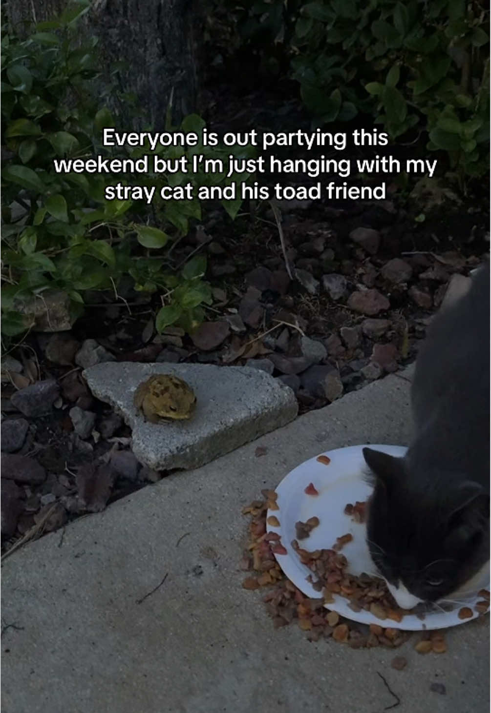 And that’s on being an introvert and cat lover #fyp 