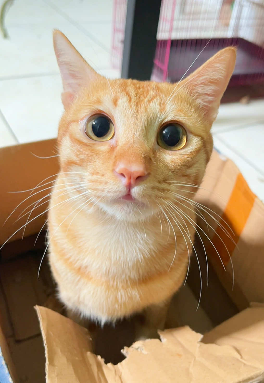 tipu daya meng . . . #fyp #kucing #kucinggarong #kucingfyp #kucinglucu 