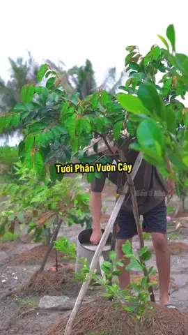 Tưới phân chăm bón cây Vú Sữa MiCa #hienonha 