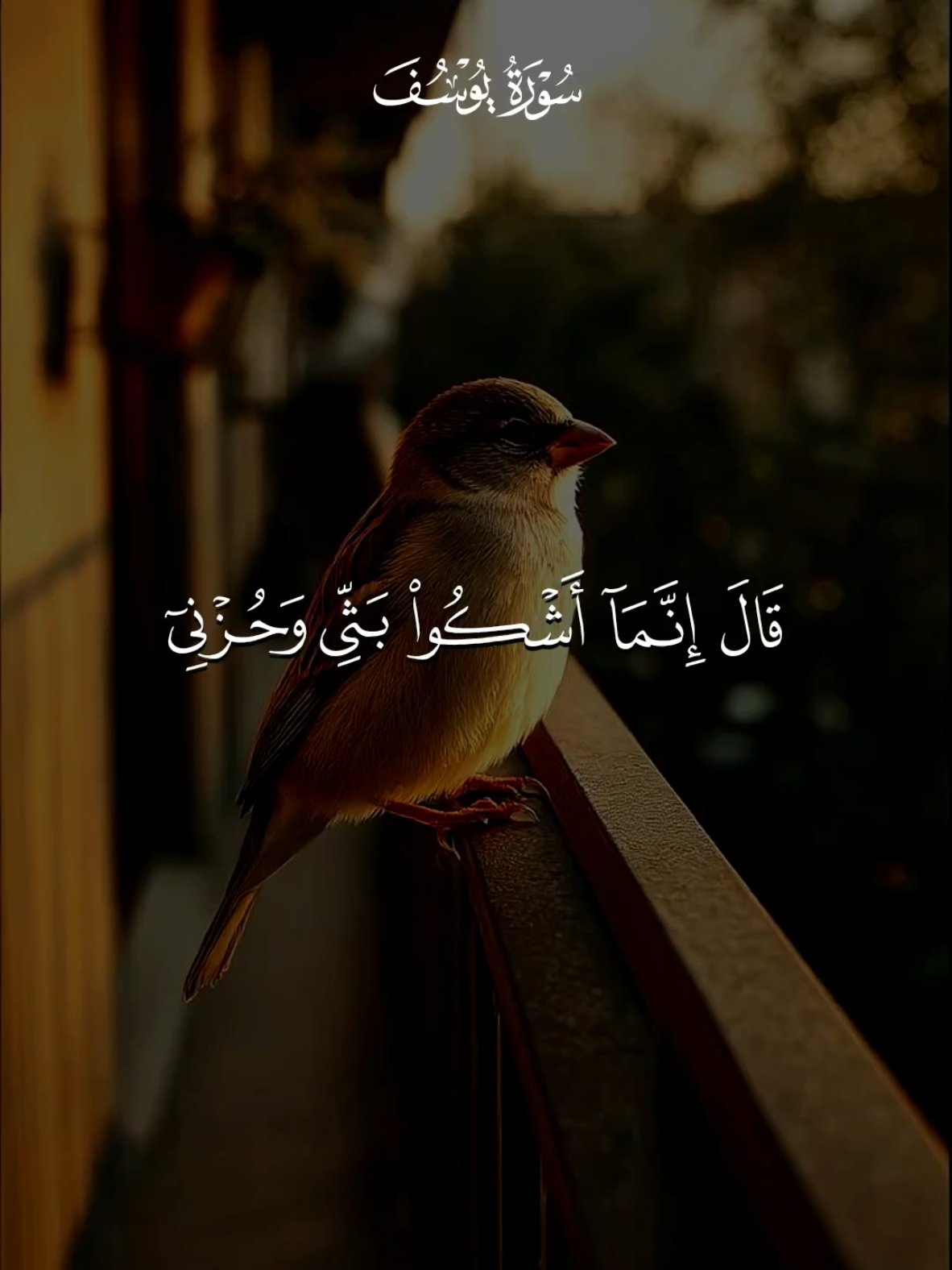 تلاوة خاشعة 💙🪻 للشيخ ماهر المعيقلي  #Koran #Islam #IslamischeWeisheit #Glaube #IslamischeVideos 