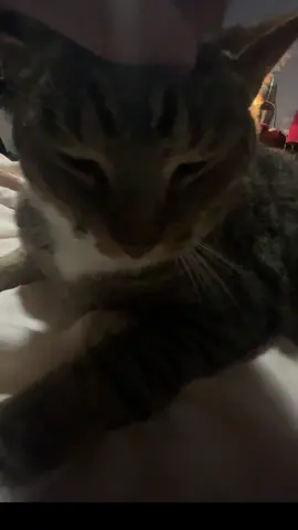 PLAY WITH MY FUR THE RIFHT WAY😡😡😡😡😡😡😡😡😡 #kingkitty #wholesome #familyfriendly #lgbtqandproud #cutewholsomecat 
