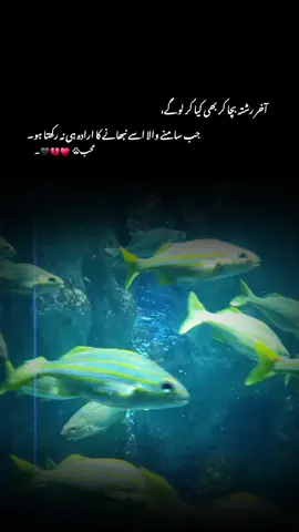 آخر رشتہ بچا کر بھی کیا کر لوگے جب سامنے والا اسے نبھانے کا ارادہ ہی نہ رکھتا ہو.؟ #1millionaudition #aesthetic #foryou #foryoupagе #tranding 