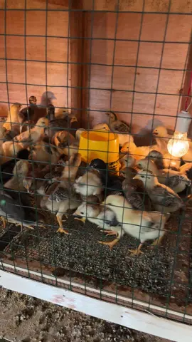 Gacor ketua umur 10 hari butuh up tempat pakan rebutan udh wkwkw #fyp #ayam #kub 