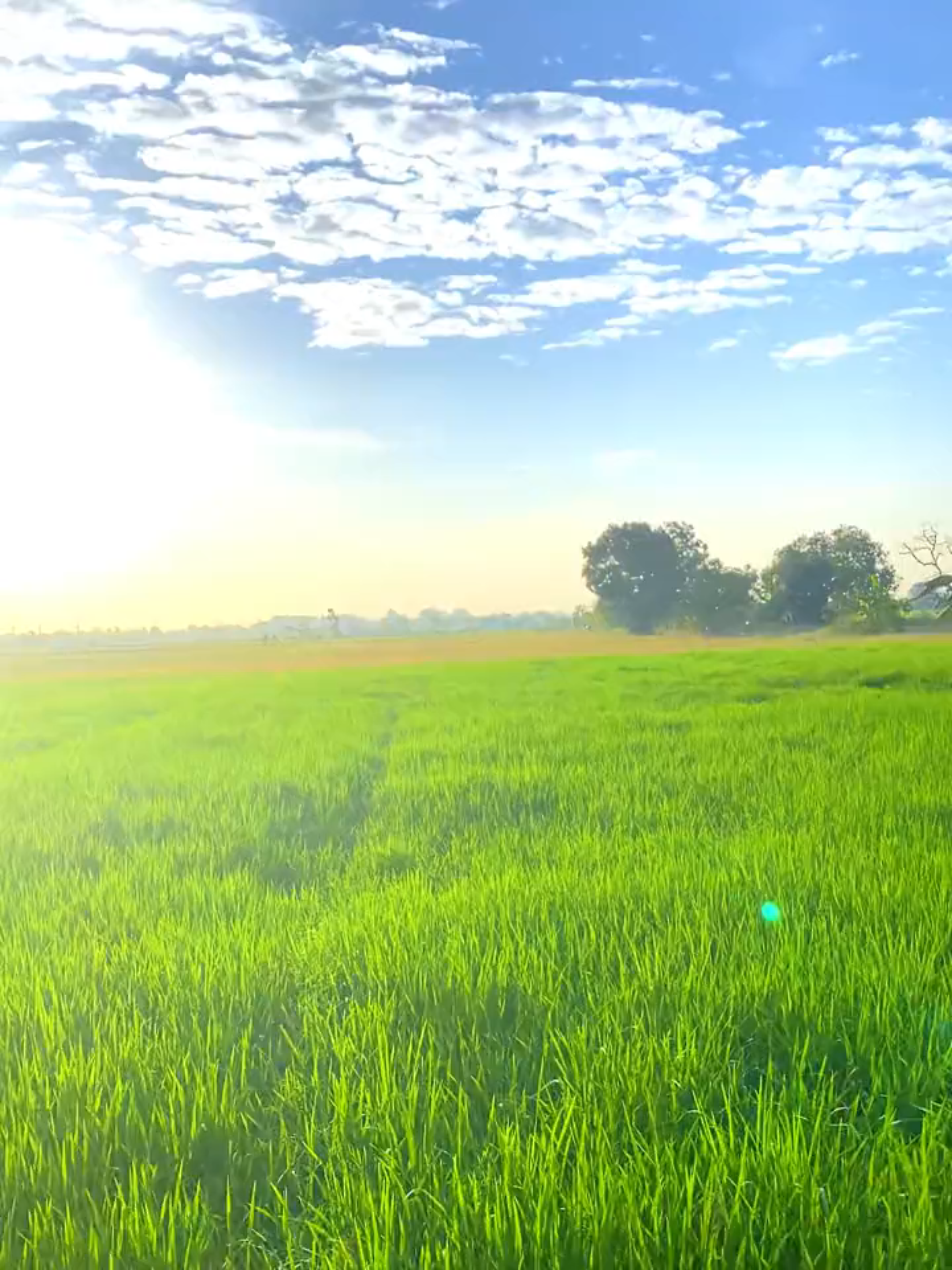 sukak banget dah sama kamera hp 1 ini uy+pemandangan yang cocok uyyy #redmi13c #1080p60fps #fyppppppppppppppppppppppp #gresik24jam #balongpanggang 