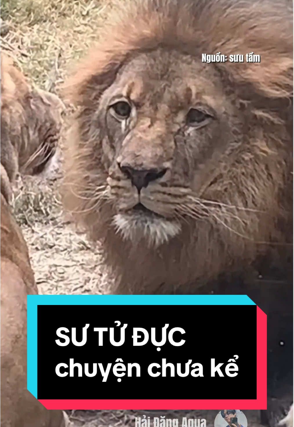 Xin lỗi mấy ní ơi! Tuần vừa rồi tui đưa em trai đi nhập học #hải_đăng_aqua #haidangaqua #sưtử  #funnyanimal #lion