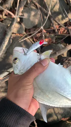 Akhirnya pointt casting perdana streak baby GT🤭🤭#fyp #mancing #castingfishing🎣 #pinggiran #mancingmania 