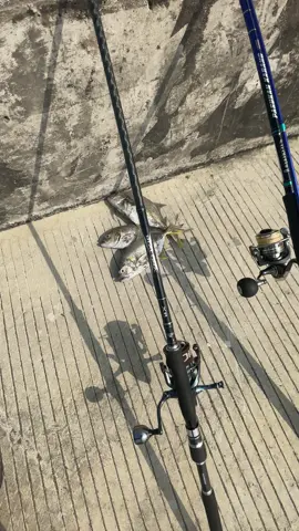masih di spot tetra congot #mancing #mancingmaniamantap🐟🎣 #fypツ #storymancing #shorejigging 