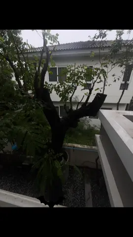 พายุ้ ้ อ้ าาา🌪️#ไลฟ์โฟโต้ #fypシ #ฝนตก #พายุคาจิกิ 