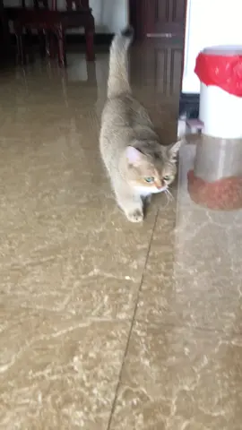 Tôi đi đến đâu thì con mèo này cũng nhất định đi theo đen đó hạnh phúc muốn xỉu luôn 