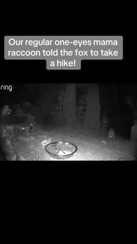 #racoon #fox
