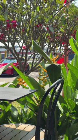 🌱🌱  #mazda #mazda3 #fyp #cartok #xyzbca 