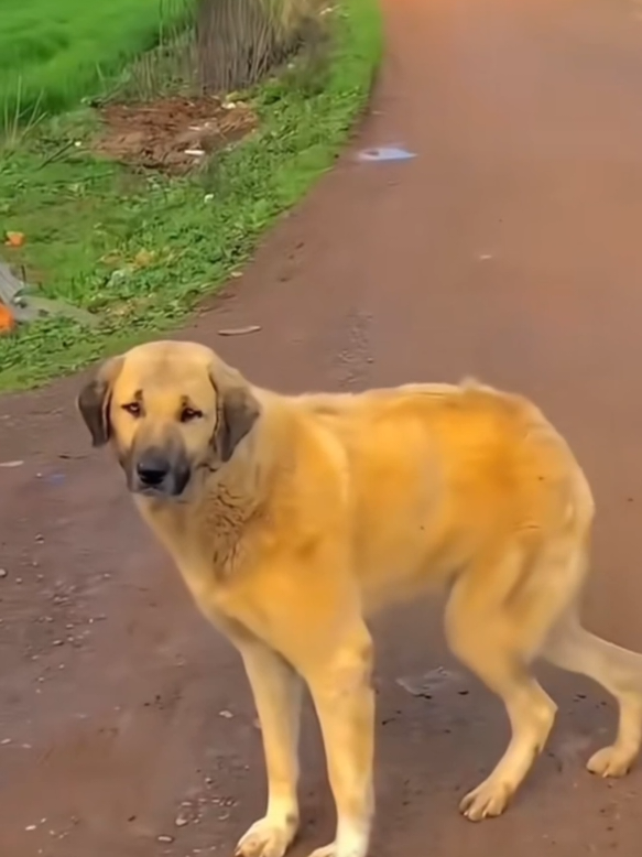 haq haq haq funny song funny dance of animals #ComedyVideo #funny #funnyvideos #fyp #fyp 