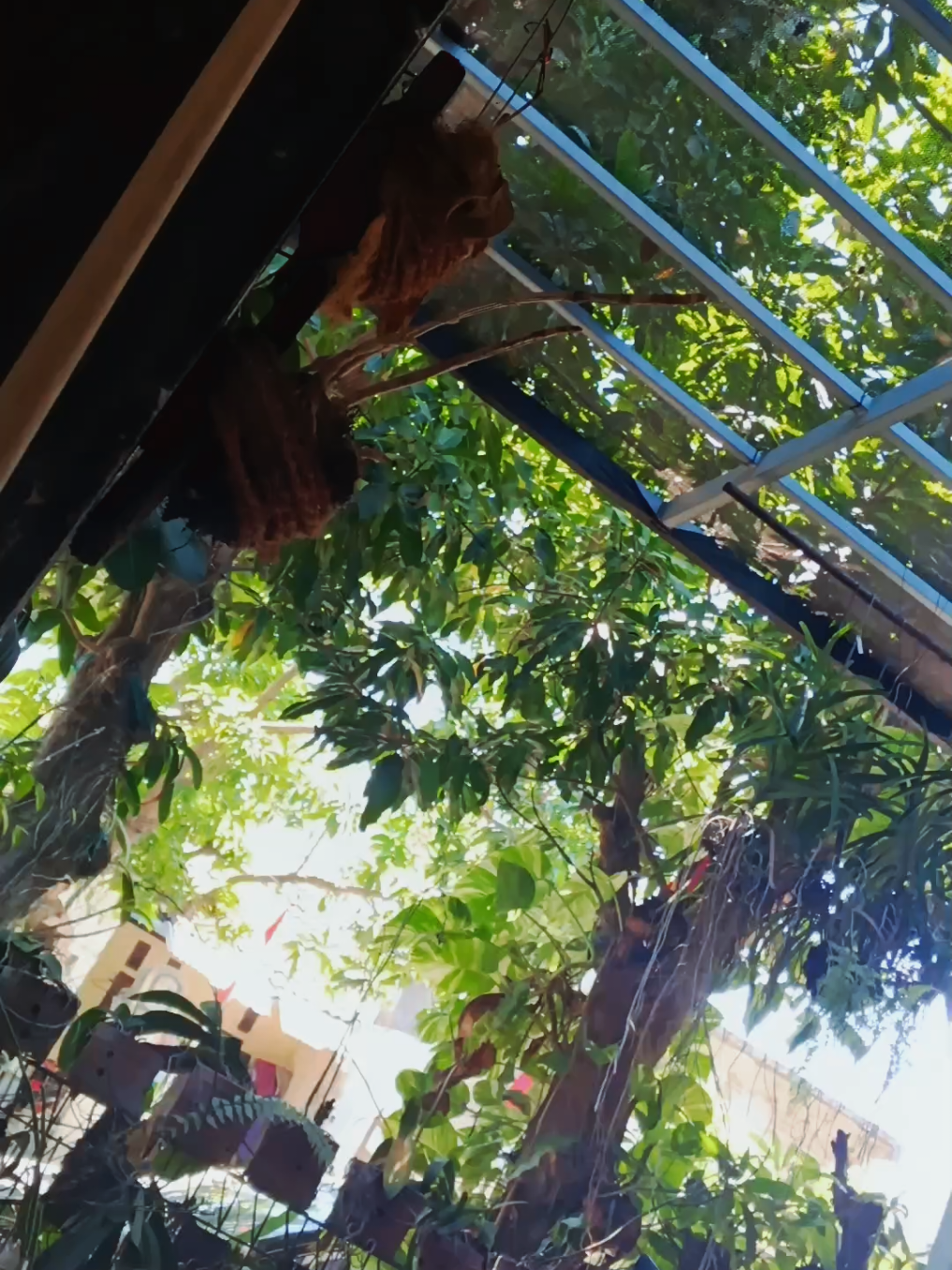 Sehat dan tetap waras ya Pak Prabowo #prabowo #indonesiamaju #indonesiaemas #indonesia🇮🇩 