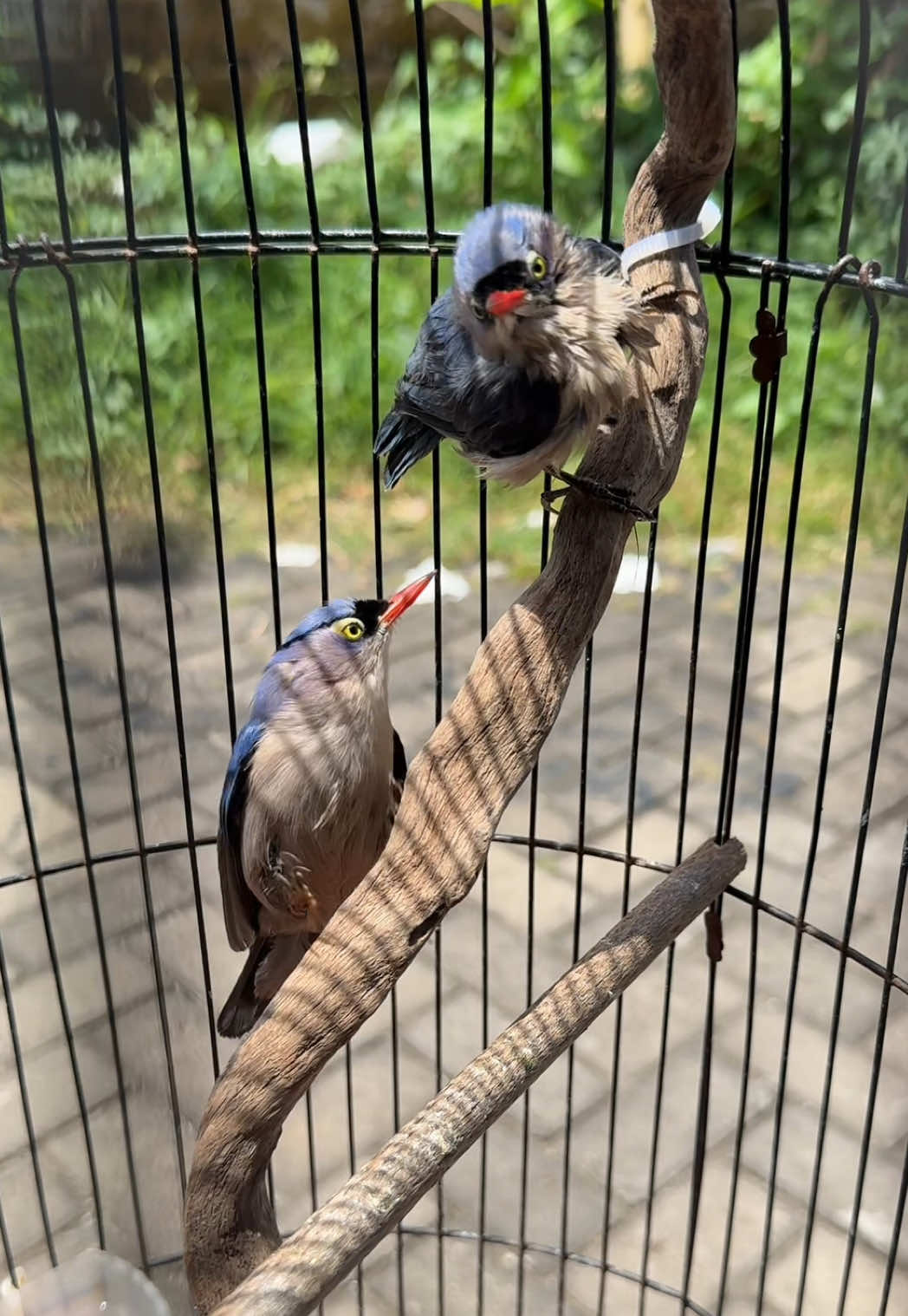 Ternak rambatan paruh merah