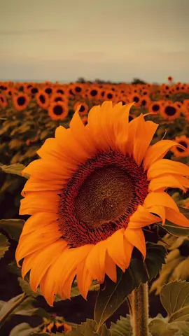 🌻 Campo de Girasoles 🌻#girasoles #girasol #sunset #flower 