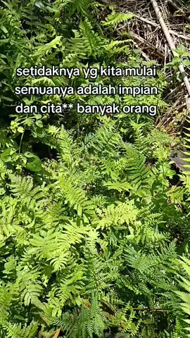 Tangan kuli sawit #sawit #storywa
