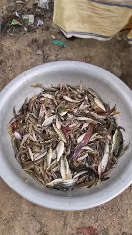 mớ cá tép lộn xộn #xhtiktok #xh #fyp #foryou 