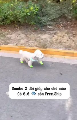 Ra đường mang giày Sen không lo sợ Boss bị bẩn chân nhé #giaychochomeo #giaychothucung #xuhuong  @Happy.Pets  @Happy.Pets  @Happy.Pets 