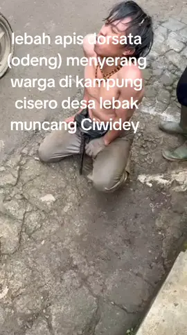 Hati2 jika Ada Lebah apis Dorsata yang di serang Burung Elang ,lebah tersebut akan menyerang siapa saja yang melintas di sekitarnya,kejadian di kampung Cisero desa Lebak Muncang Ciwidey kab Bandung Minggu 31 Agustus  2025 jam 11.00 wib