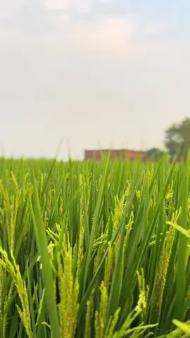 #dhillonfarm #rain #کسان_تیری_محنت_کو_سلام 