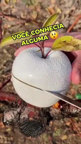 As 3 frutas mais raras do MUNDO 🌍🍇 Você já viu alguma delas? #curiosidades #frutas #viral #indonesia🇮🇩 #raro 