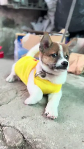 Anh nghèo mà anh đẹp trai mờ 😂 #áochochó #bomgocong #xuhuong #chócon #chó_cưng 