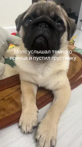 #мопс
