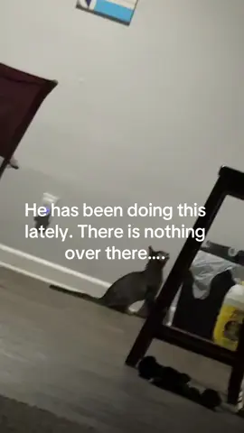 Do we b*rn the place? Is the cat, you know, 💁🏼‍♂️  😆🥹 #fyp #foryoupage #catsoftiktok #kitten 