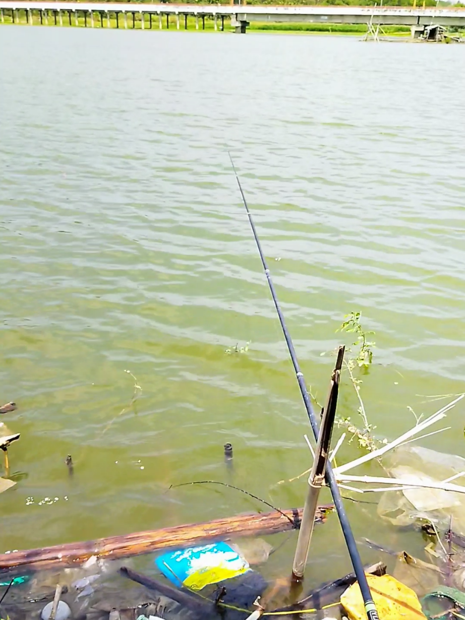 mancing wae wo #mancing #demo #fyp #dpr #mancingmania 
