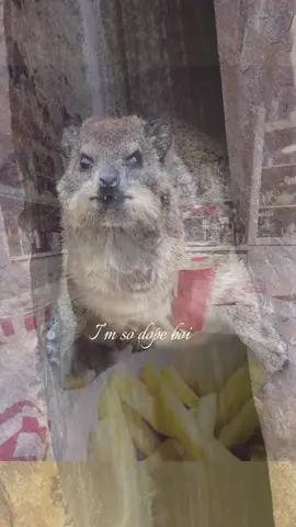awawa #awawa #hyrax #fyp #targetaudience #imsodopeboi