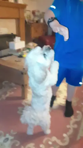 Teddy bear #dancingdog #fyp #foryoupage #smartdog #dogtricks 