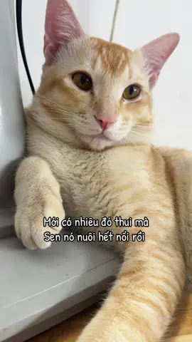 Mới có nhiêu đó thui hết 100 #meo #cat #luudan #xuhuong 