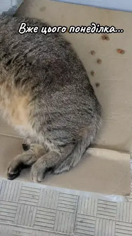 #життя_як_воно_є #✌️😎#україна#💙💛#ukraine 