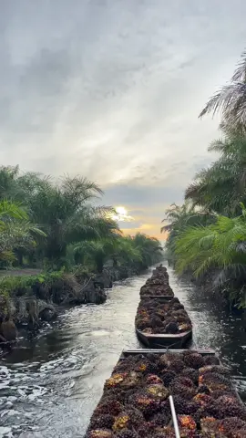 Bukan anak dpr, cuma anak kuli sawit saja😜🤙🏻🔥