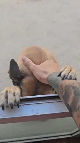 #socute #doglove #halfblood  #malinois  #dog 