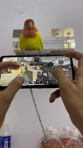 #parrot #parrotsoftiktok #pet #cute #animals 