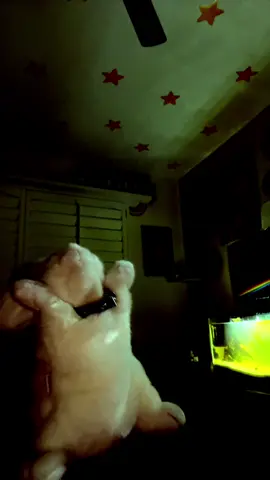 cancer - my chemical romance  ★ #bunny #emo #mcr #mychemicalromance #mychemicalromancetiktok #emomusic #metalhead #mychemicalromanceedit 