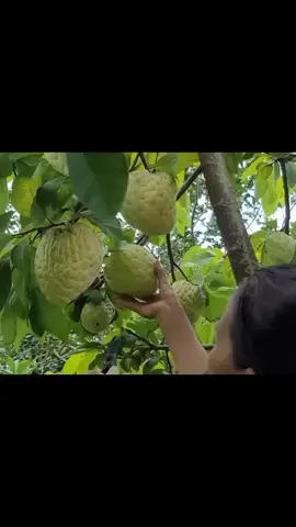 Na thái (mãn cầu)#nathai #mancau 