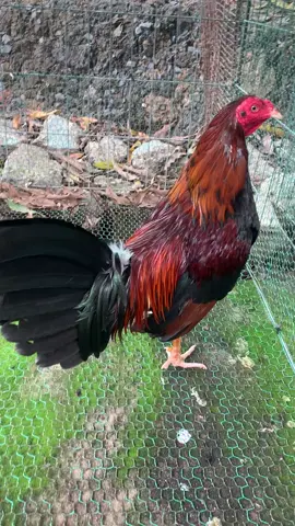 Mất tương tác quá a e ơi 