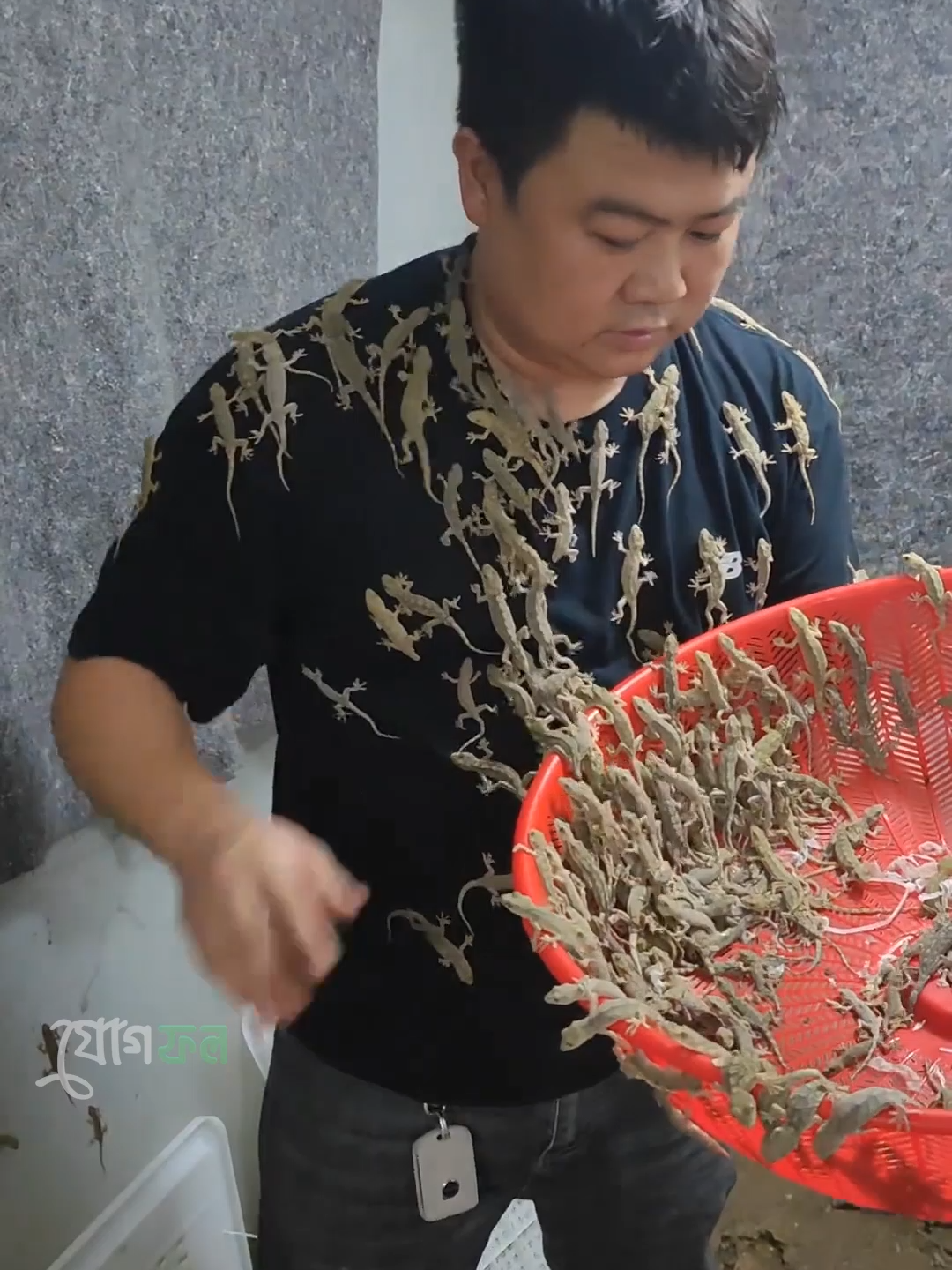 Lizard farming in China #china #funny #gecko #lizardfarming #shorts #facts #food