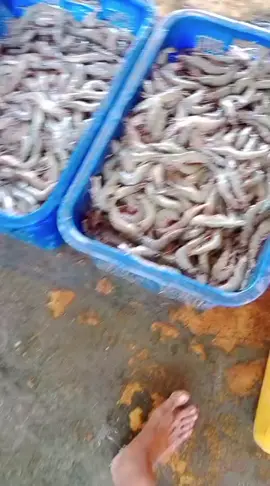 udang windu lampung#nytafppppppppppppppppppppppp 