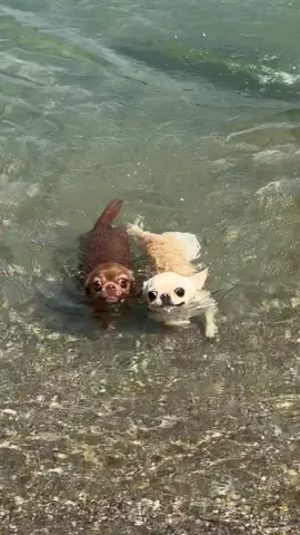 #течетихорічка #люсяіглаша #смішнісобаки #dogsoftiktok #чіхуахуа 