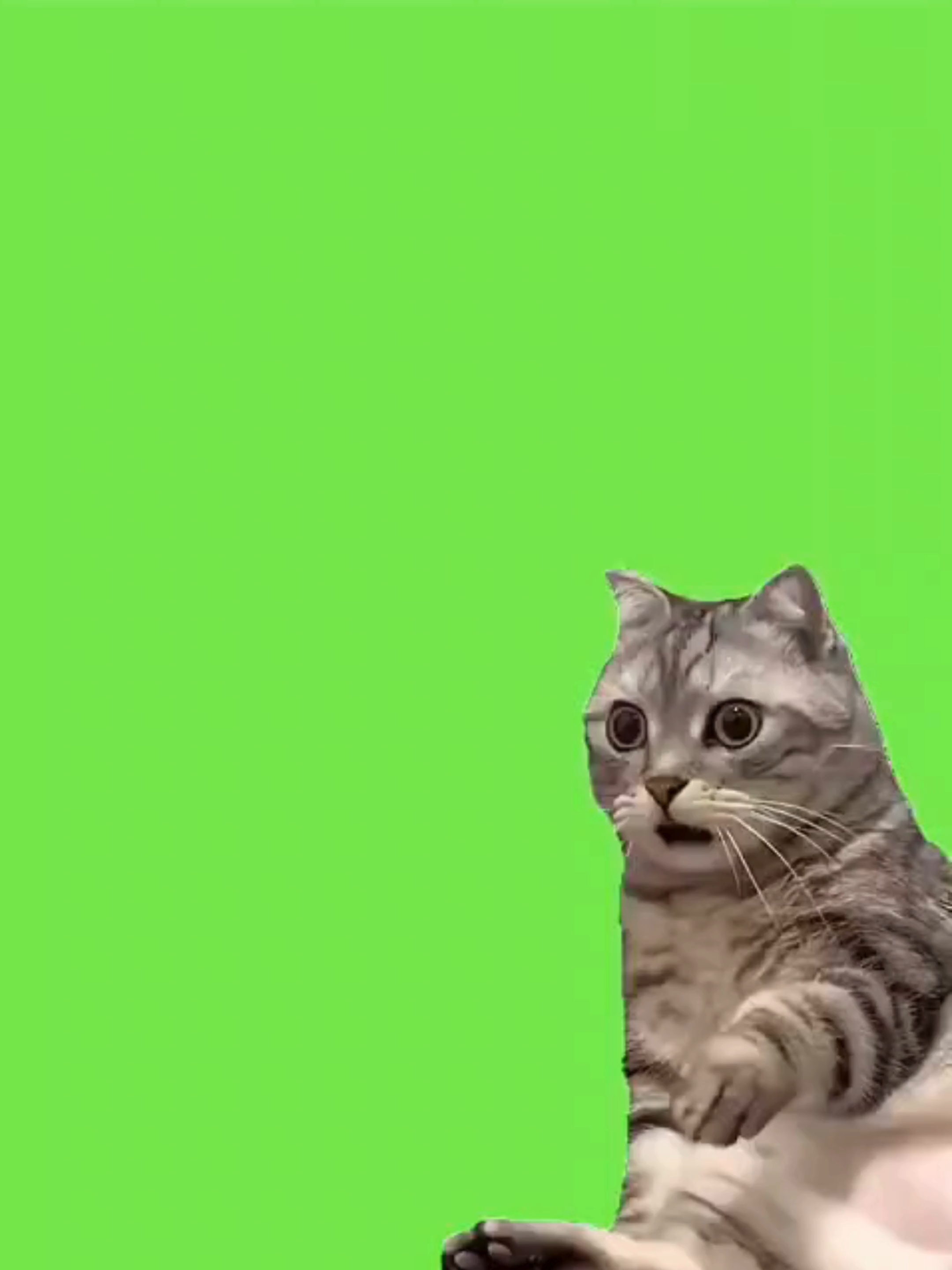 green screen cat memes  #greenscreenvideo #greenscreenvideos #catmeme #kidstiktok #cat #fypdong #foryoupage❤️❤️